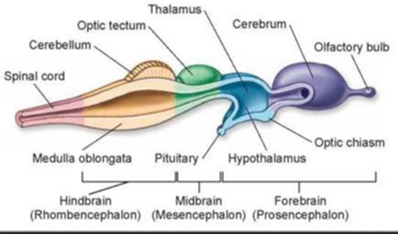 The Vertebrate Brain — From Hindbrain to Forebrain