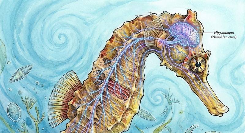 Hippocampus — Resembling a Sea-Horse