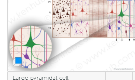 Large pyramidal neuron