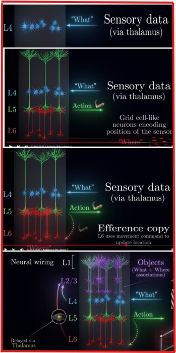 Thalamocortical flow diagrams
