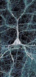 Pyramidal cell microscopy