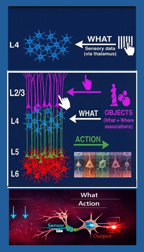 Micro-column grid and place cell diagram