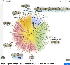Voltage gated ion channel phylogeny