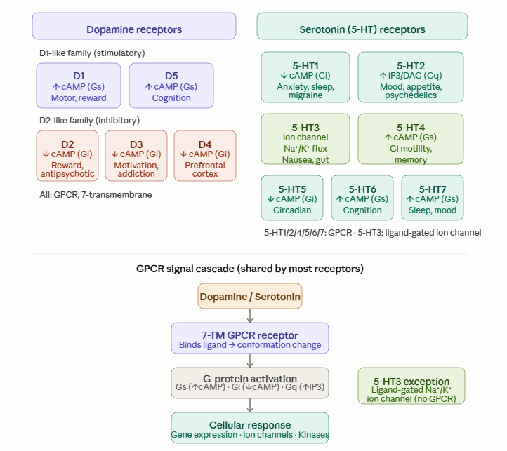 Dopamine and serotonin receptor families and GPCR cascade diagram