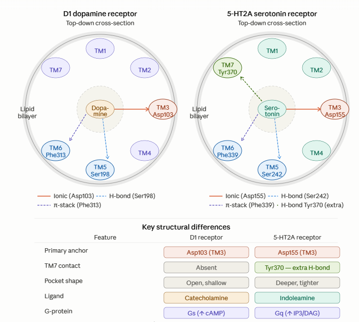 Comparison of D1 dopamine receptor and 5-HT2A serotonin receptor