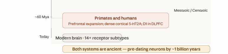 Later evolutionary timeline showing primates and the modern brain
